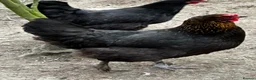 Chickens poultry for sale: Chicks, chickens, hatching eggs silkies Aracuanas - Advert 2