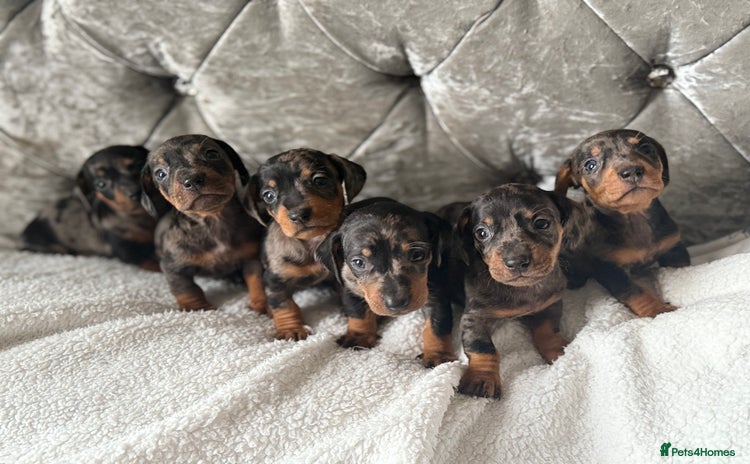 Miniature Dachshund dogs - Advert 3
