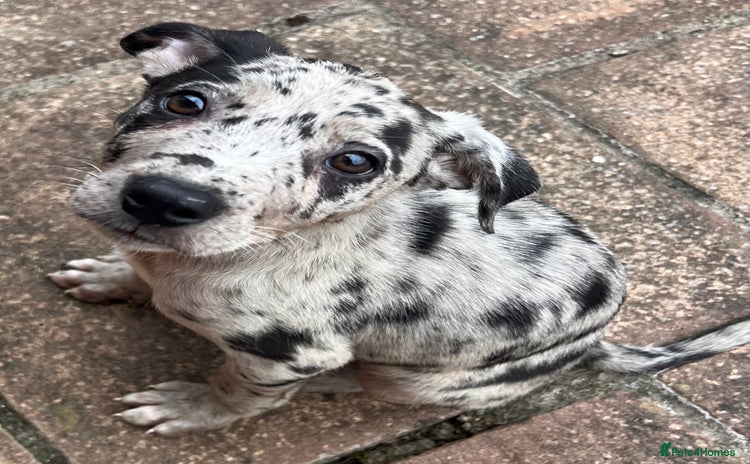 Mixed Breed dogs - Advert 15