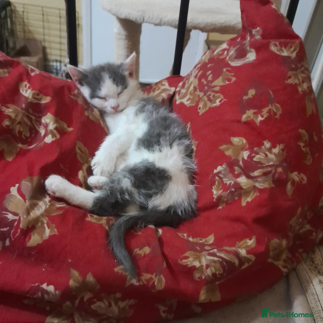 Siamese cats for sale: Blue and white kittens mum is siamese cross in Ferryhill - Advert 2