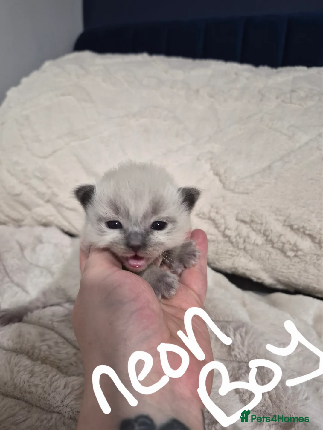 Ragdoll cats for sale: Full ragdoll male kittens in Guisborough - Advert 2