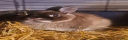 Netherland Dwarf rabbits for sale: Cute little baby Netherland Dwarf boy-Dumpling 🐰 - Advert 5