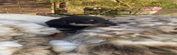 Australian Kelpie dogs for sale: Kelpie pups  in Cheddar - Advert 11