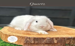 Mini Lop rabbits for sale: All buns reserved - Image 3