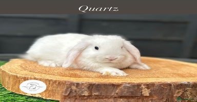 Mini Lop rabbits - Advert 11