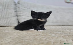 Mixed Breed cats for sale: Sweet Kitties - Image 6