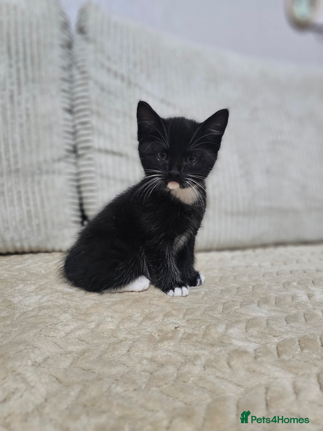 Mixed Breed cats for sale: Sweet Kitties - Image 6