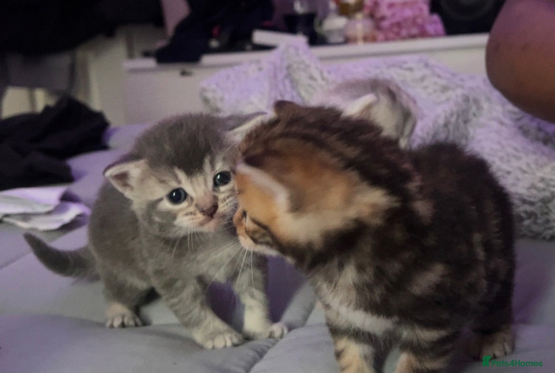 Mixed Breed cats for sale: 4 kittens 1 Mother, individual or whole family  - Advert 6