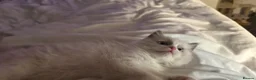 Ragdoll cats for sale: Panko the ragdoll - Advert 7
