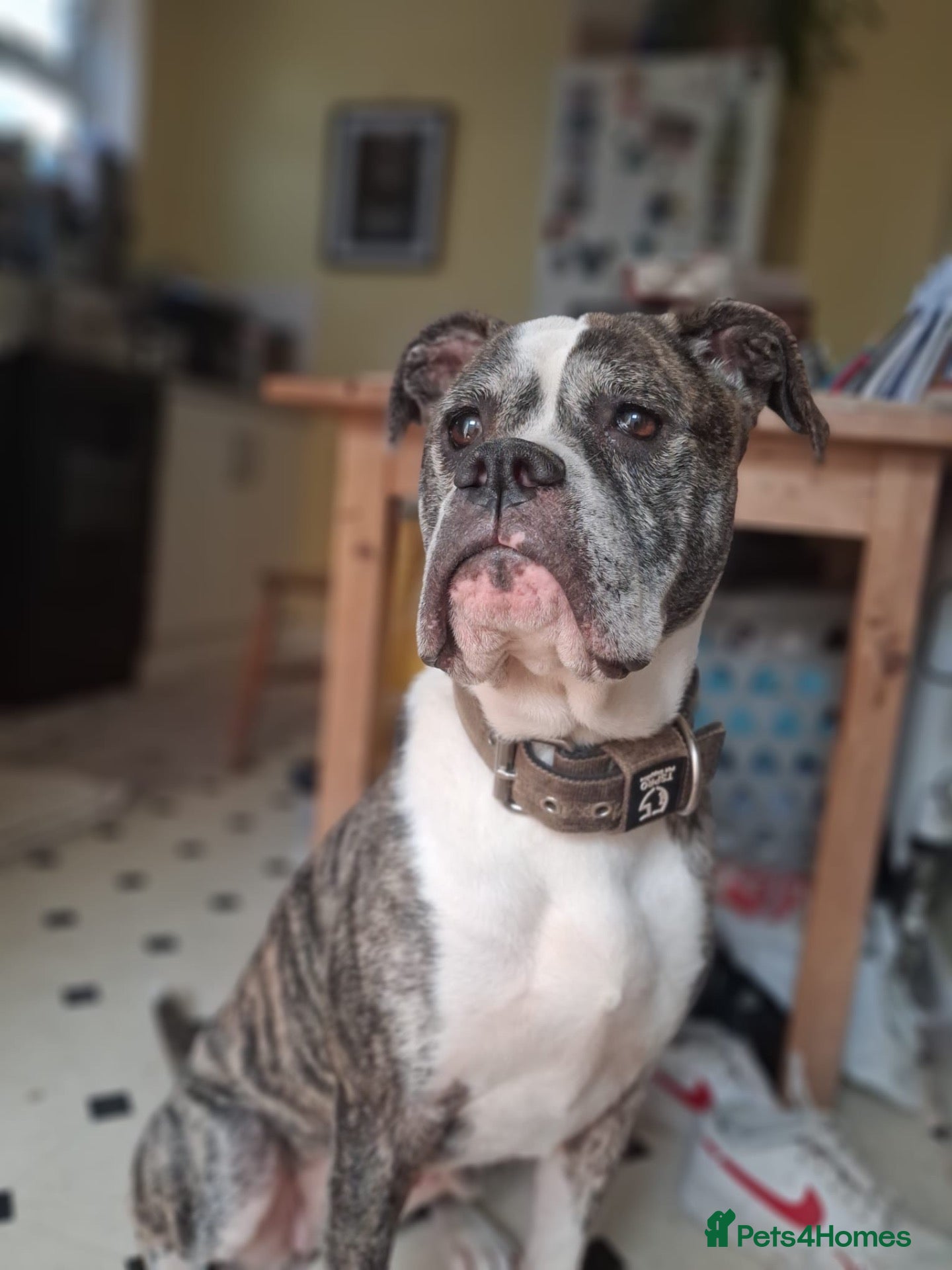 Mixed Breed dogs Female boxer - Advert 1