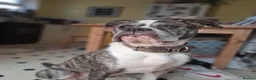 Mixed Breed dogs for sale: Female boxer in Trowbridge - Advert 1