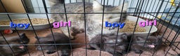 Mixed Breed cats for sale: 4 kittens available 3rd feb *2boys2girls* - Advert 10