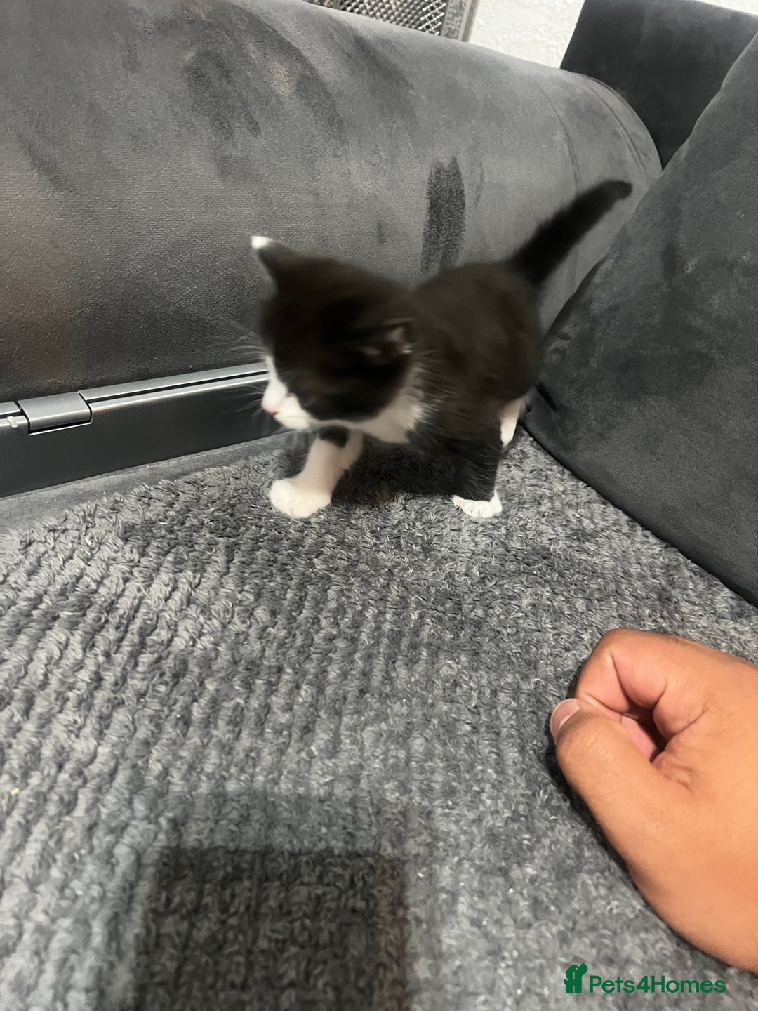 Mixed Breed cats for sale: Beautiful kittens  - Advert 3