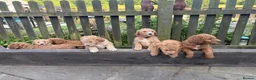 Mixed Breed dogs for sale: Red Australian labradoodle  in Caerphilly - Advert 5