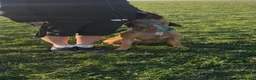 Mixed Breed dogs for sale: Forever home wanted  - Advert 5