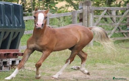Welsh Section B horses for sale: Welsh sec b yearling colt  - Image 2
