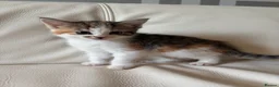 Mixed Breed cats for sale: 4 beautiful kittens  - Advert 7