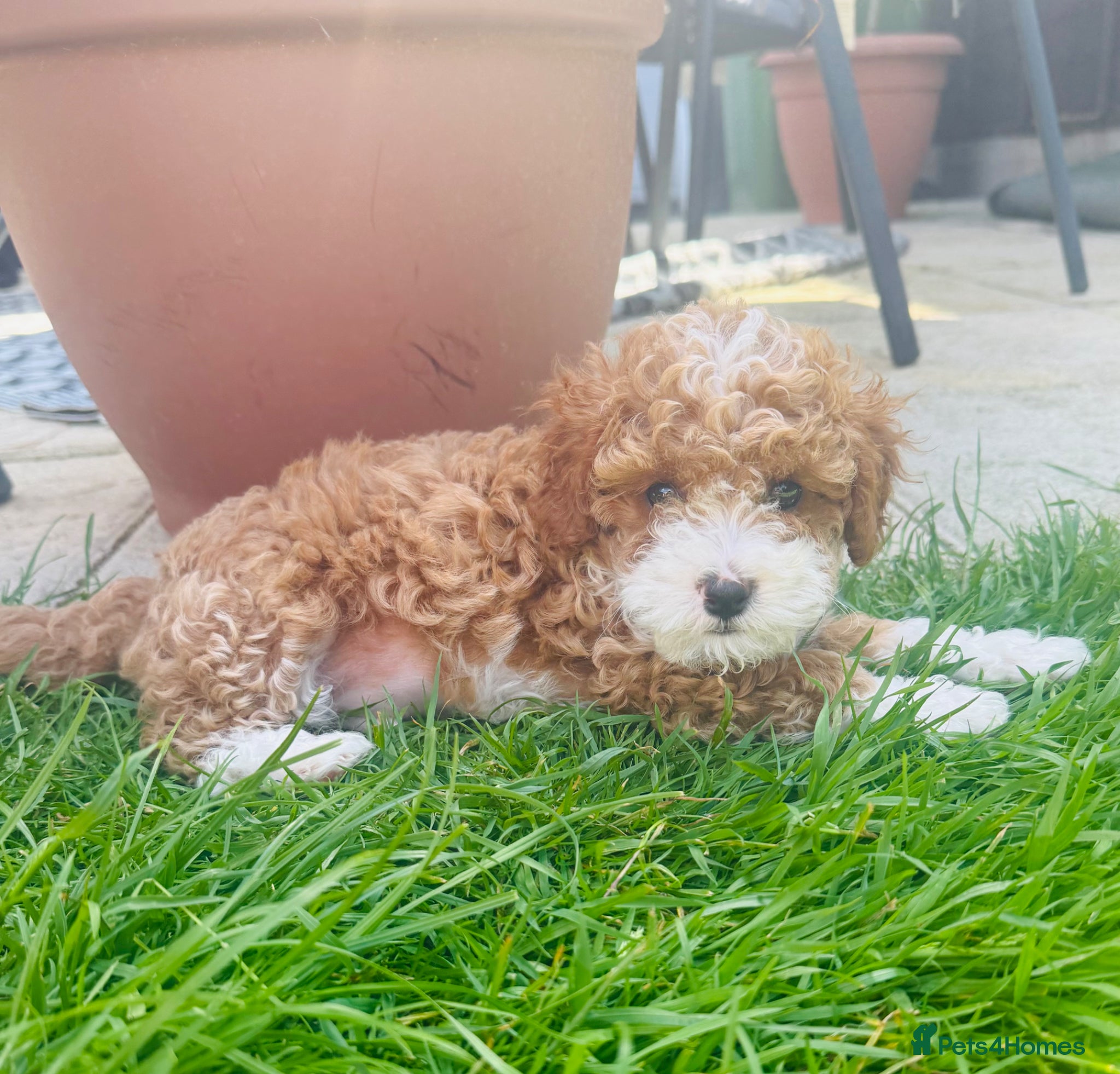 Cavapoo dogs F2B Cavapoo puppies  - Advert 16