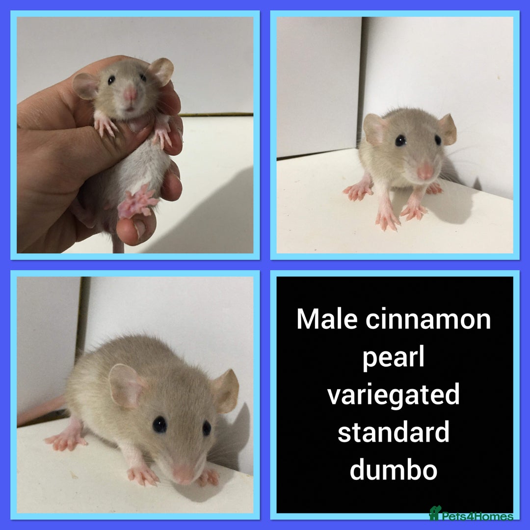 Rat rodents for sale: Adorable Dumbo Baby Rats ❤️ - Image 29