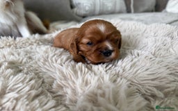 Cavalier King Charles Spaniel dogs for sale: Cavalier King Charles  - Image 10