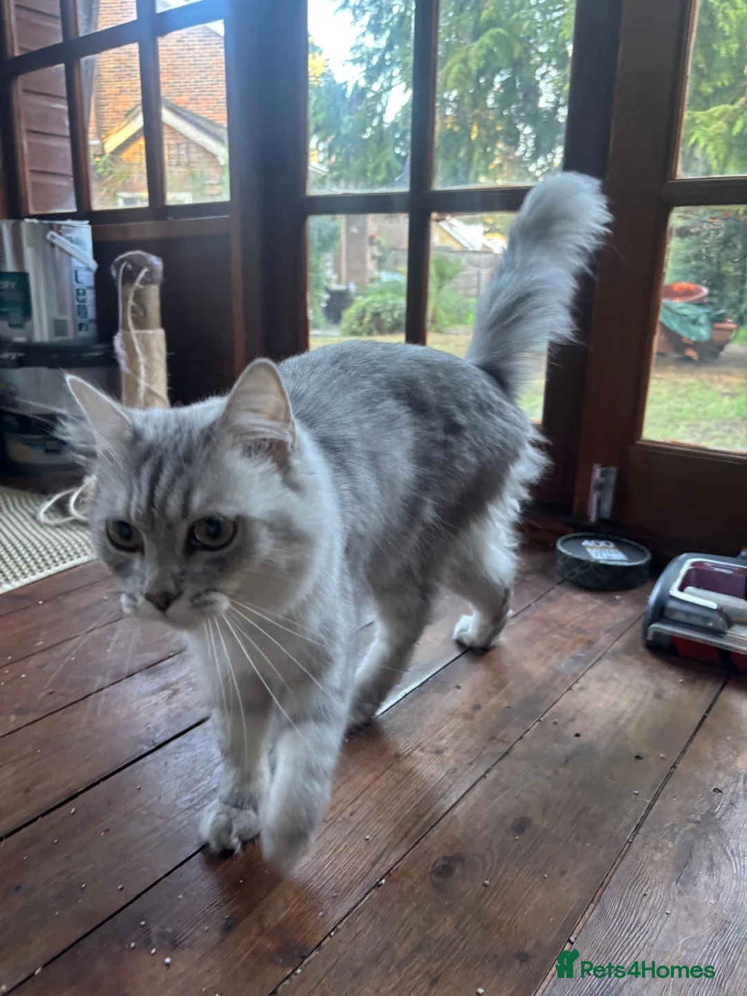 Scottish Fold cats for sale: Scottish Straight hair girl  - Advert 2