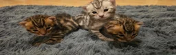 Bengal cats for sale: Full pedigree babies - Advert 2