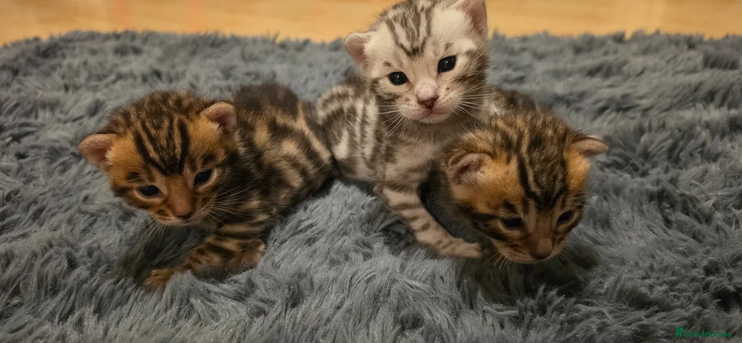 Bengal cats for sale: Full pedigree babies - Advert 2