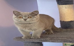 British Shorthair cats for sale: STUNNING, HEALTH TESTED PARENTS, BLUE BSH KITTENS in Burntwood - Image 20