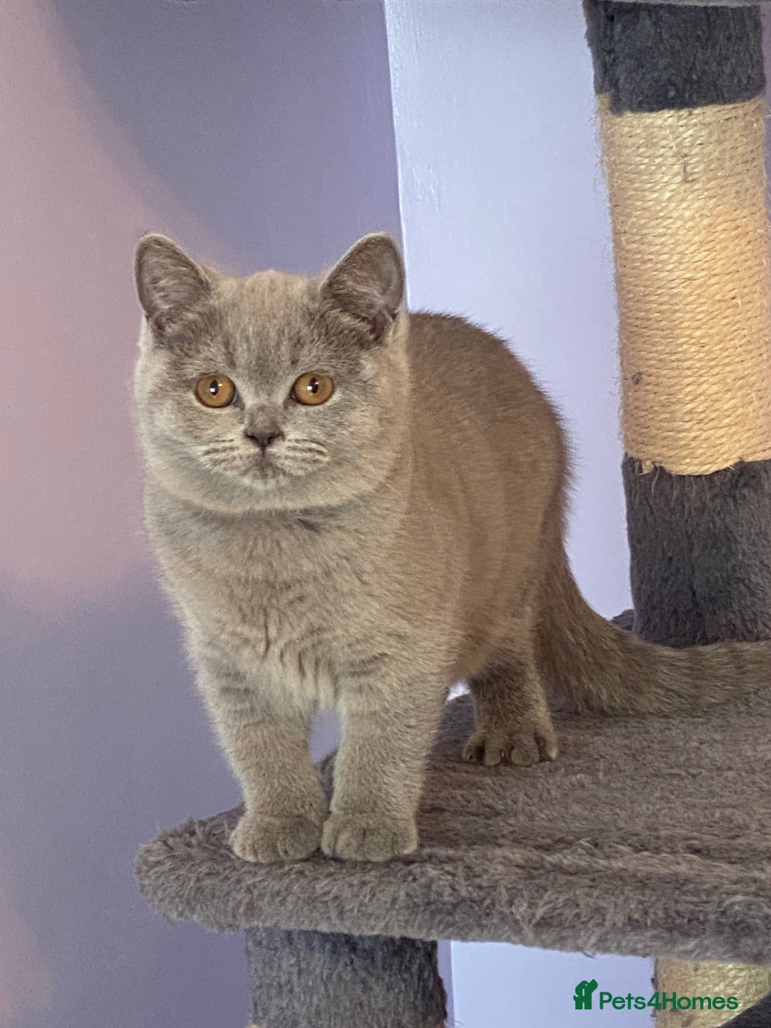 British Shorthair cats for sale: STUNNING, HEALTH TESTED PARENTS, BLUE BSH KITTENS in Burntwood - Image 20