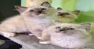 Ragdoll cats WORLD BEATIFUL RAGDOLL KITTEN/FIFe - Advert 11