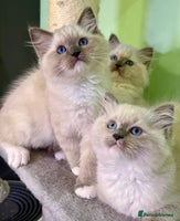 Ragdoll cats WORLD BEATIFUL RAGDOLL KITTEN/FIFe - Advert 4