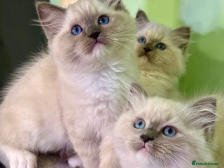Ragdoll cats for sale - Advert 1
