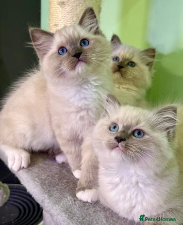 Ragdoll cats - Advert 1