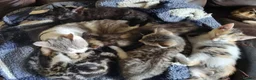 Mixed Breed cats for sale: Very pretty kittens looking for their loving home - Advert 15