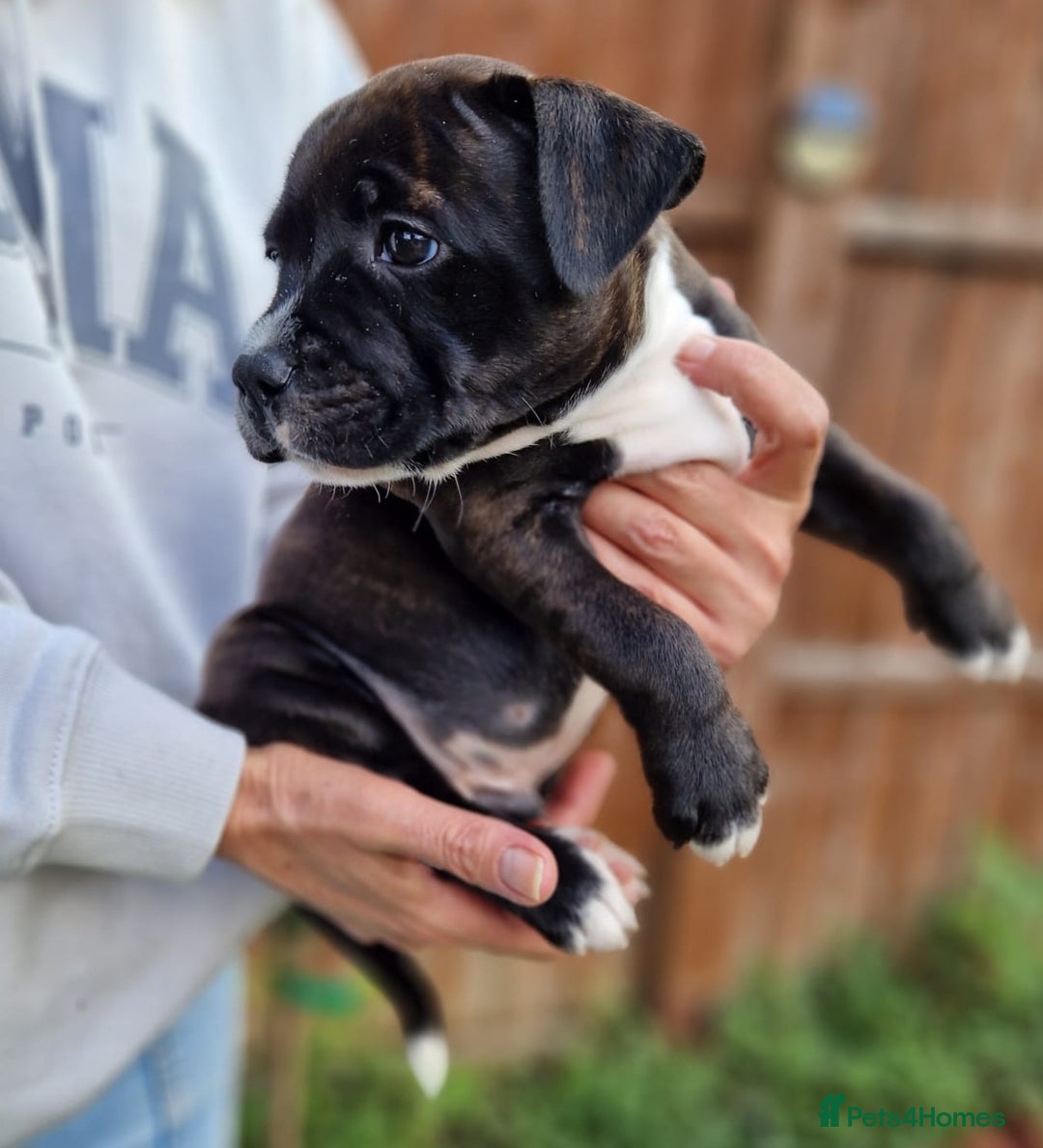 Staffordshire Bull Terrier dogs for sale: KC Reg Staffy Pups – Beautiful Chunky Puppys - Image 17