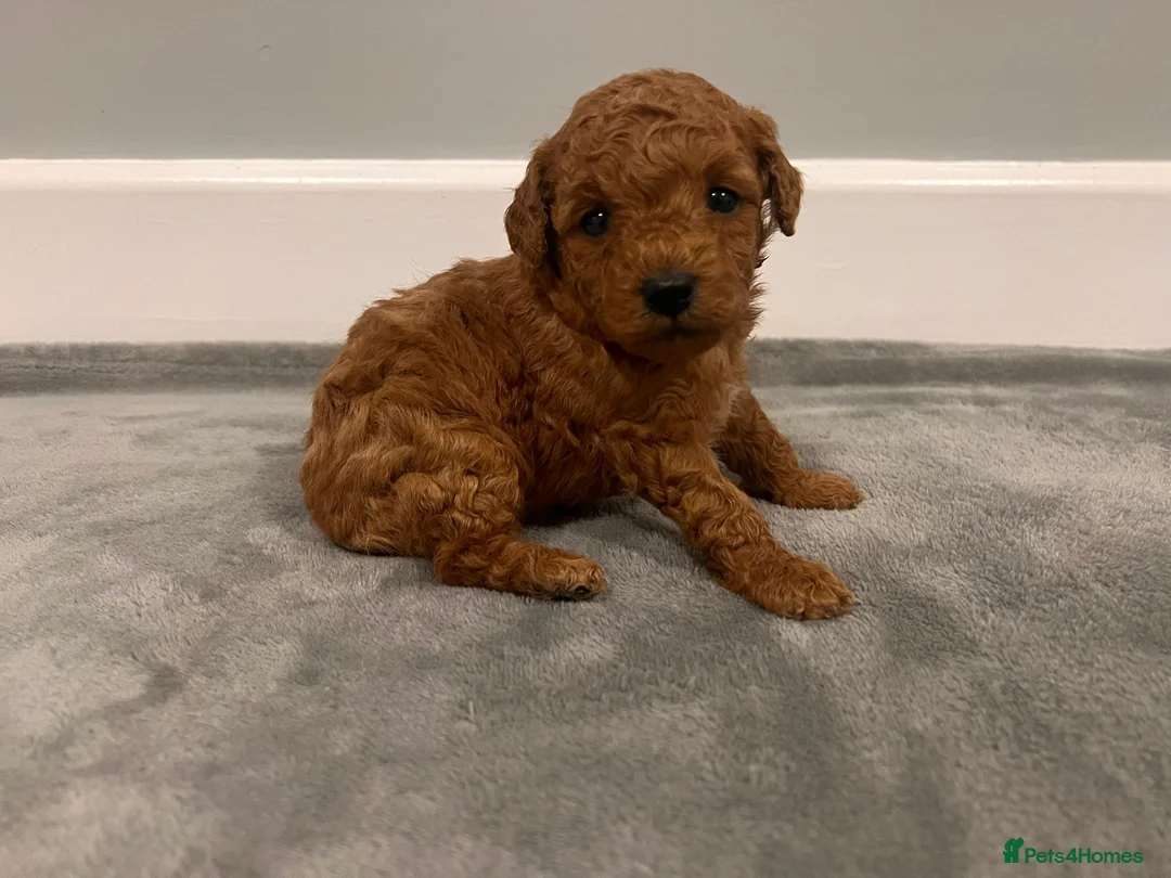 Mixed Breed dogs for sale: 🐩Asian Line Poodles-Fox Red, Apricot 🐩  - Advert 25
