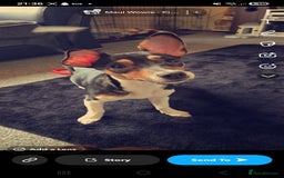 Jack Russell dogs for sale:  Active home or working environment needed - Advert 2