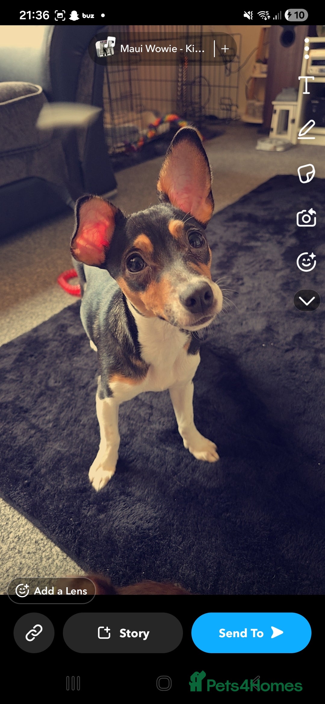 Jack Russell dogs for sale:  Active home or working environment needed - Advert 2