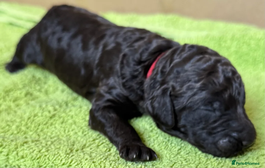 Standard Poodle dogs for sale: Reduced price£1800 Wonderful standard poodle pup’s - Advert 19