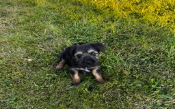 Border Terrier dogs for sale: Pedigree border terrier puppies  - Image 5
