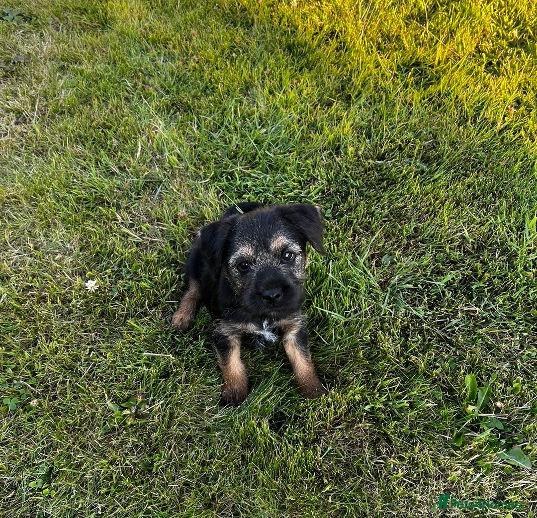 Border Terrier dogs for sale: Pedigree border terrier puppies  - Image 5