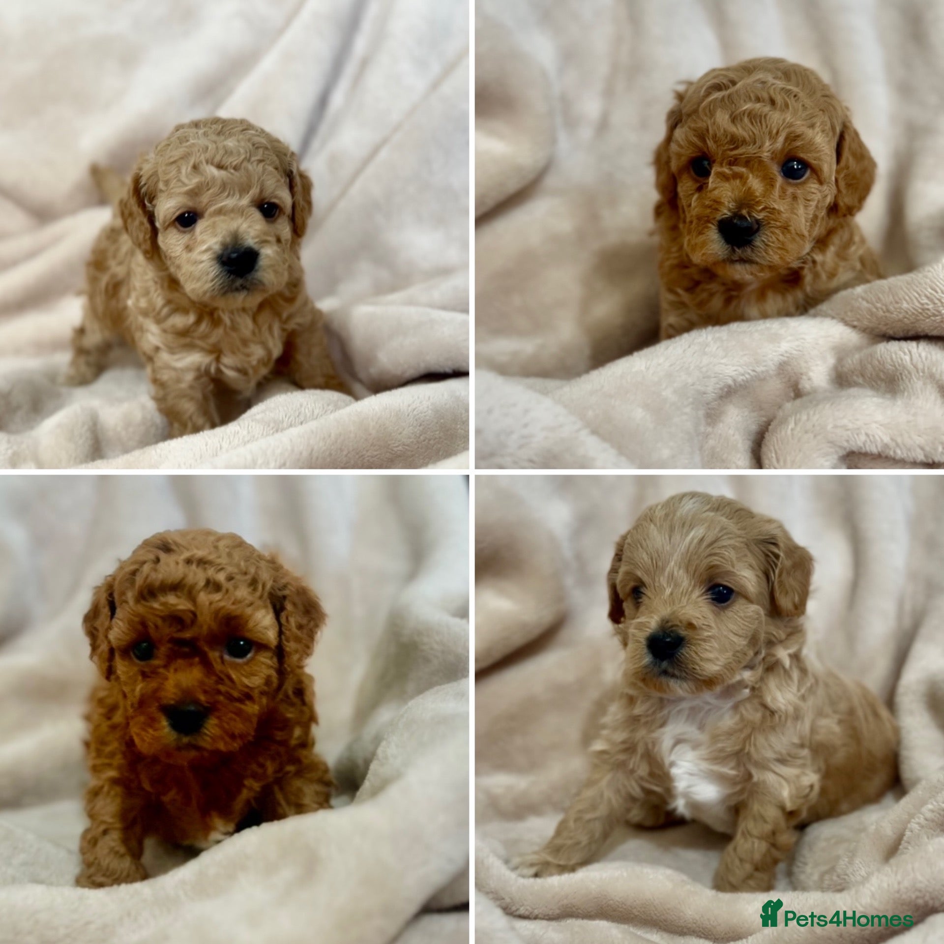 Maltipoo dogs Maltipoo puppy’s  - Advert 5