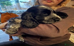 Cocker Spaniel dogs for sale: Stunning KC Show Cocker Spaniels - Image 5