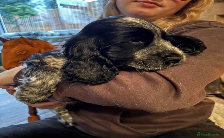 Cocker Spaniel dogs - Advert 2
