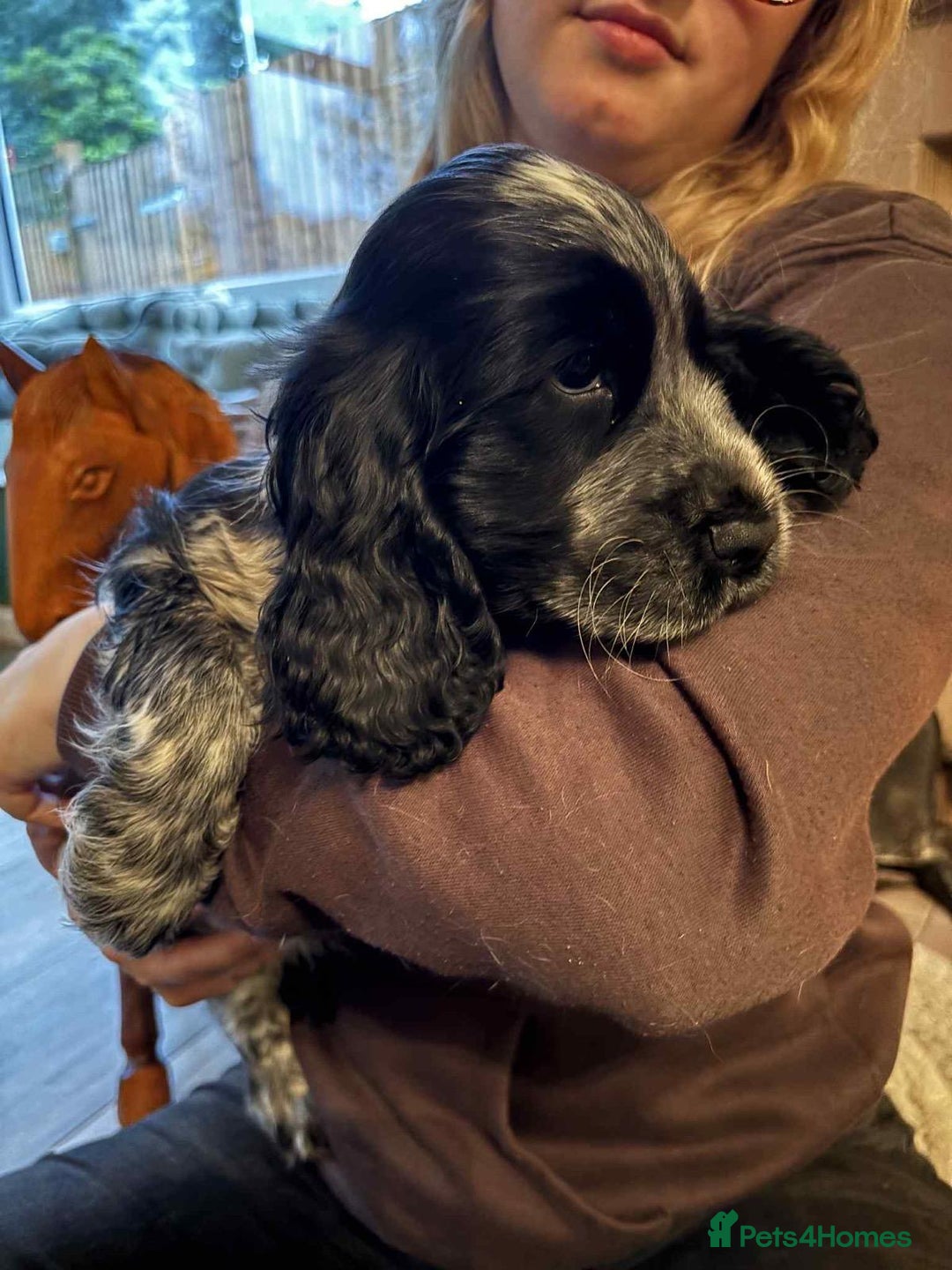 Cocker Spaniel dogs for sale: Stunning KC Show Cocker Spaniels - Image 5