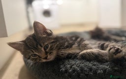 British Longhair cats for sale: Kitten  - Image 5