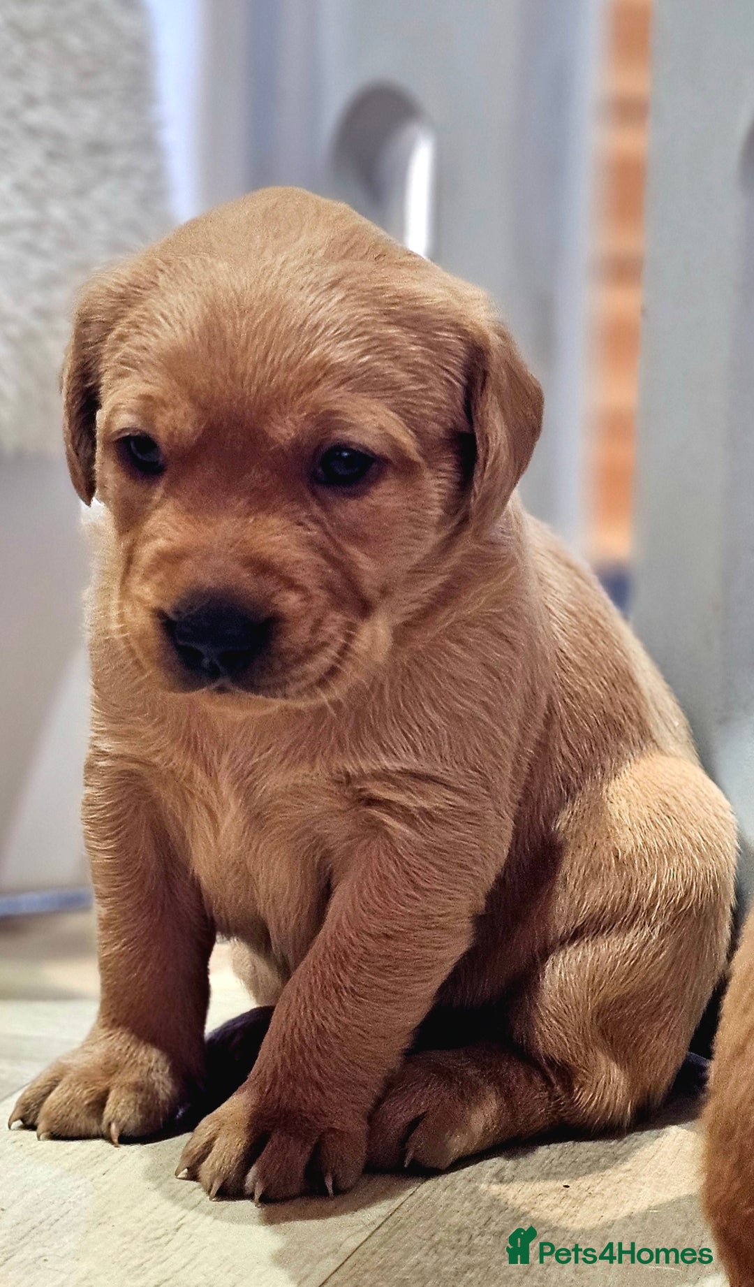 Labrador Retriever dogs for sale: 6 STUNNING KC REG FOX RED LABRADORS  - Advert 7