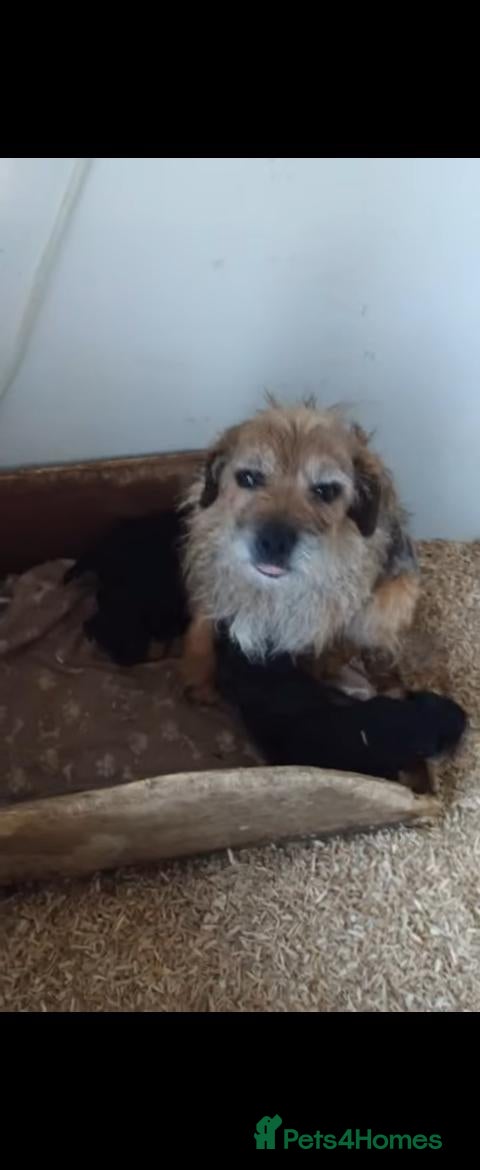 Border Terrier dogs Border terrier pups - Advert 9