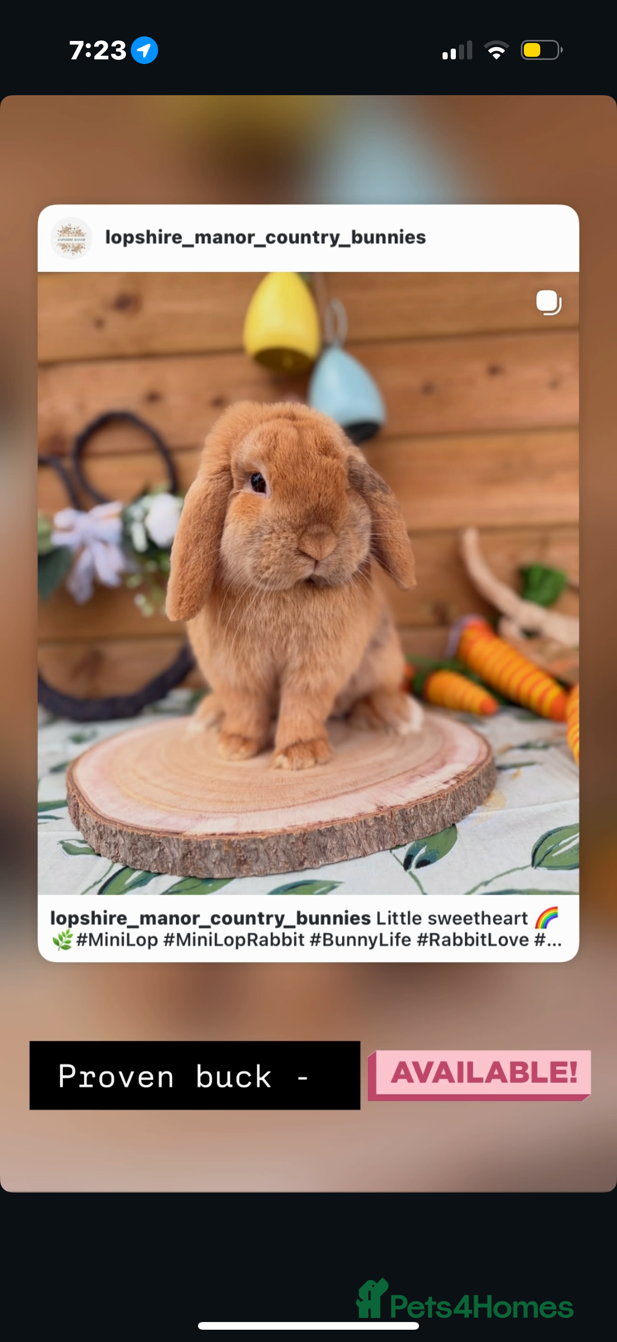 Mini Lop rabbits Chocolate Torted Mini Lop - Advert 4