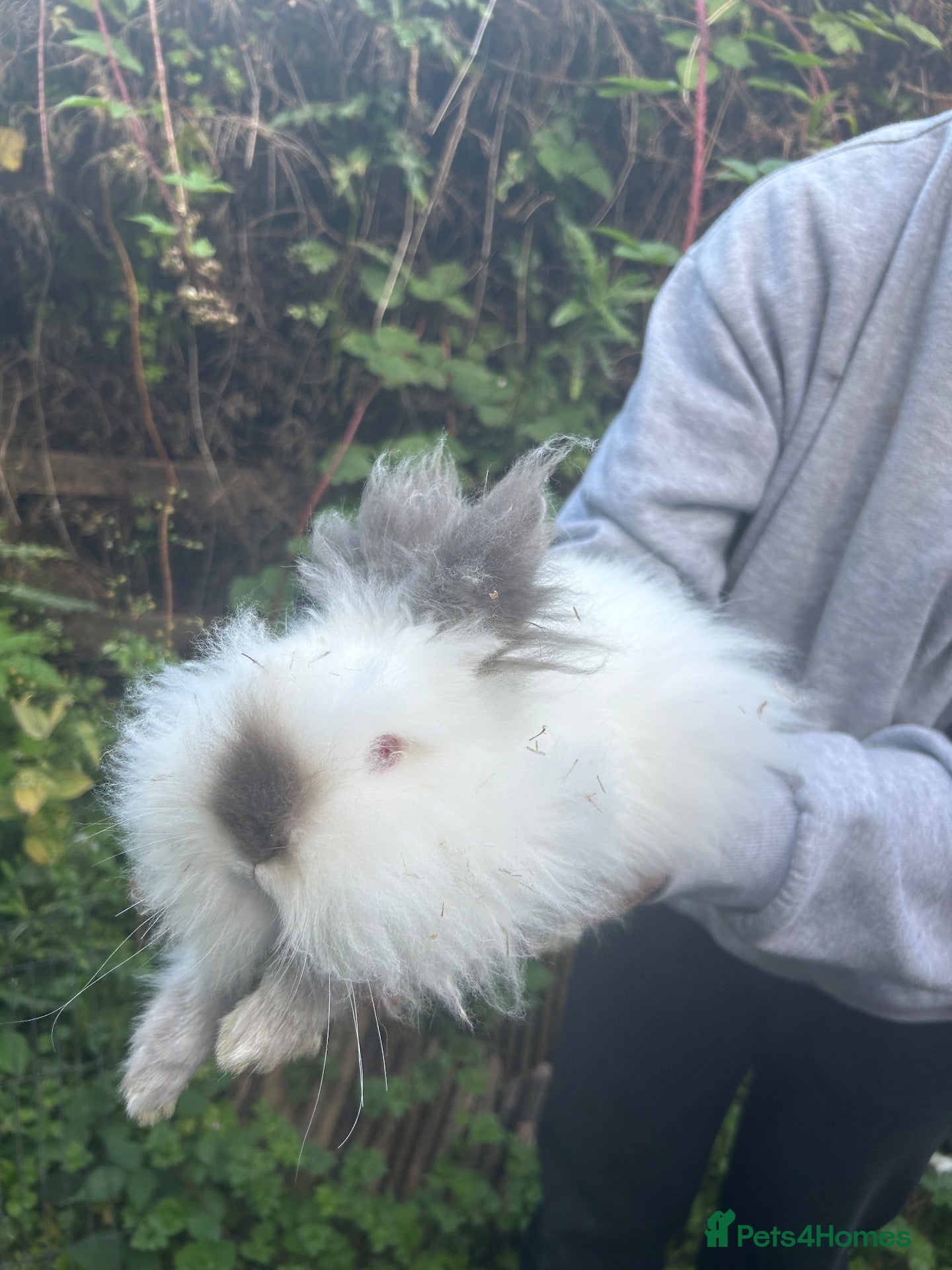 Mixed Breed rabbits Bunnies For Sale - Advert 2